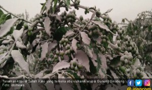 tanaman-kopi-di-tanah-karo-yang-terkena-abu-vulkanik-erupsi-gunung-sinabung-foto-istimewa